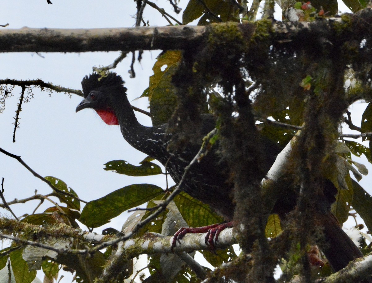 Crested Guan - ML104315111