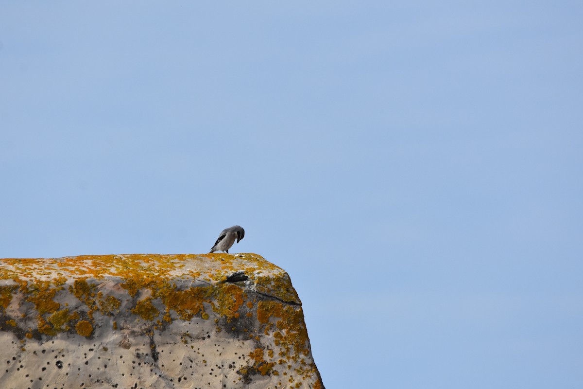 Iberian Gray Shrike - Jose Paulo Monteiro