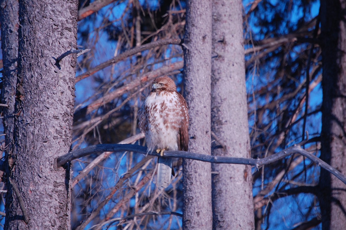 Red-tailed Hawk - ML104321971