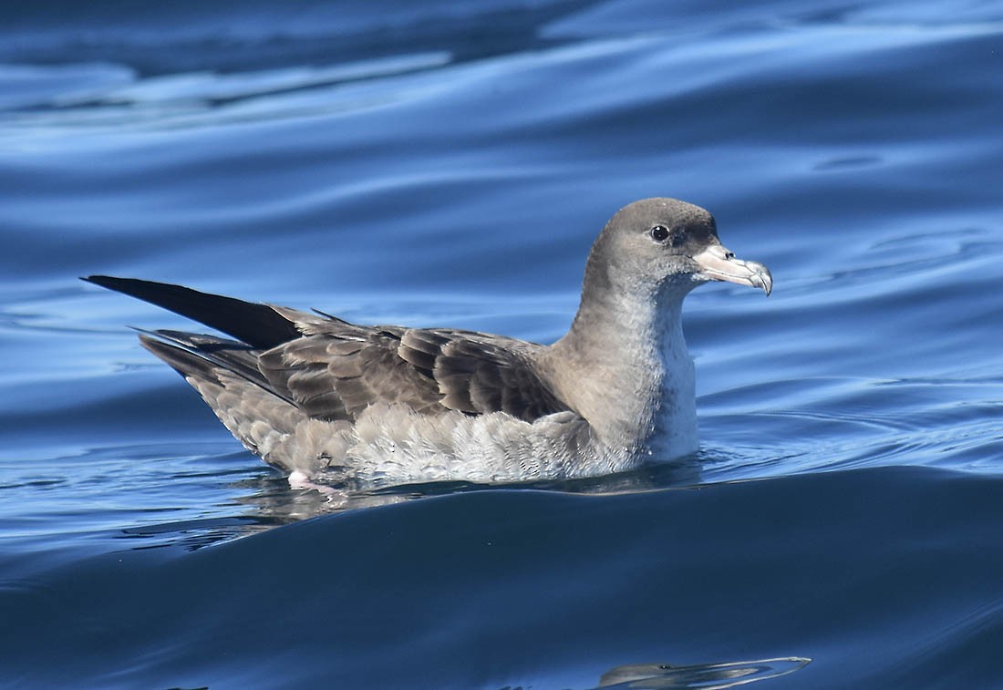 Pink-footed Shearwater - Encounter Kaikoura