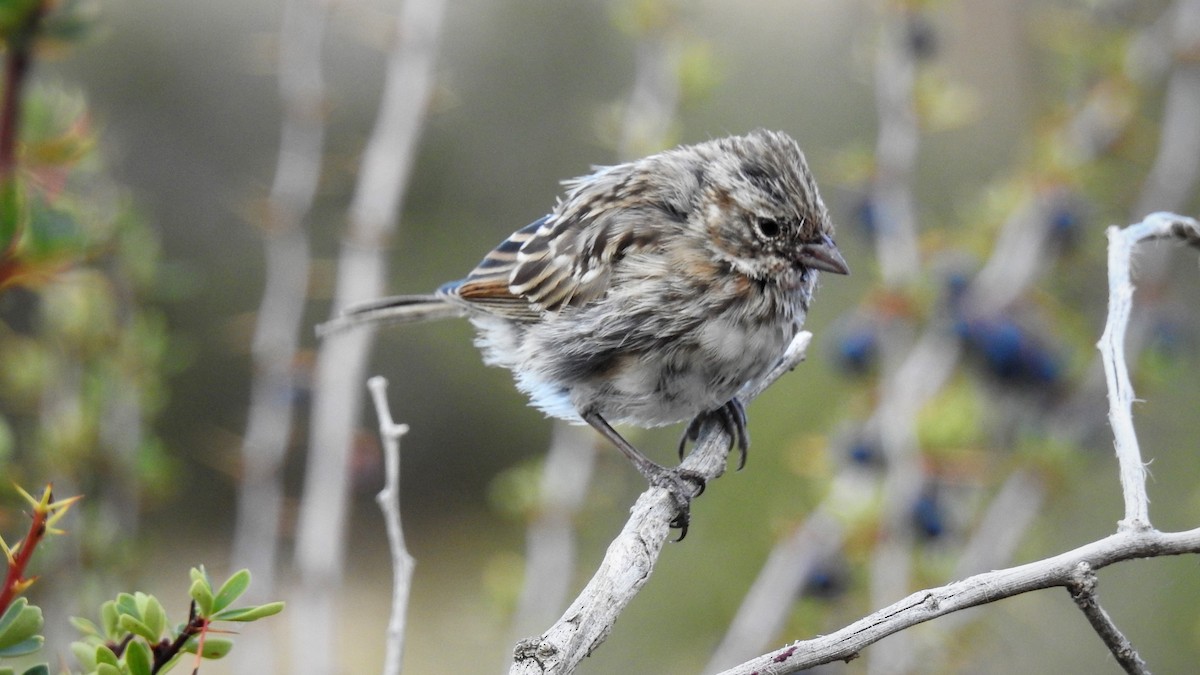 Rufous-collared Sparrow - ML104323001