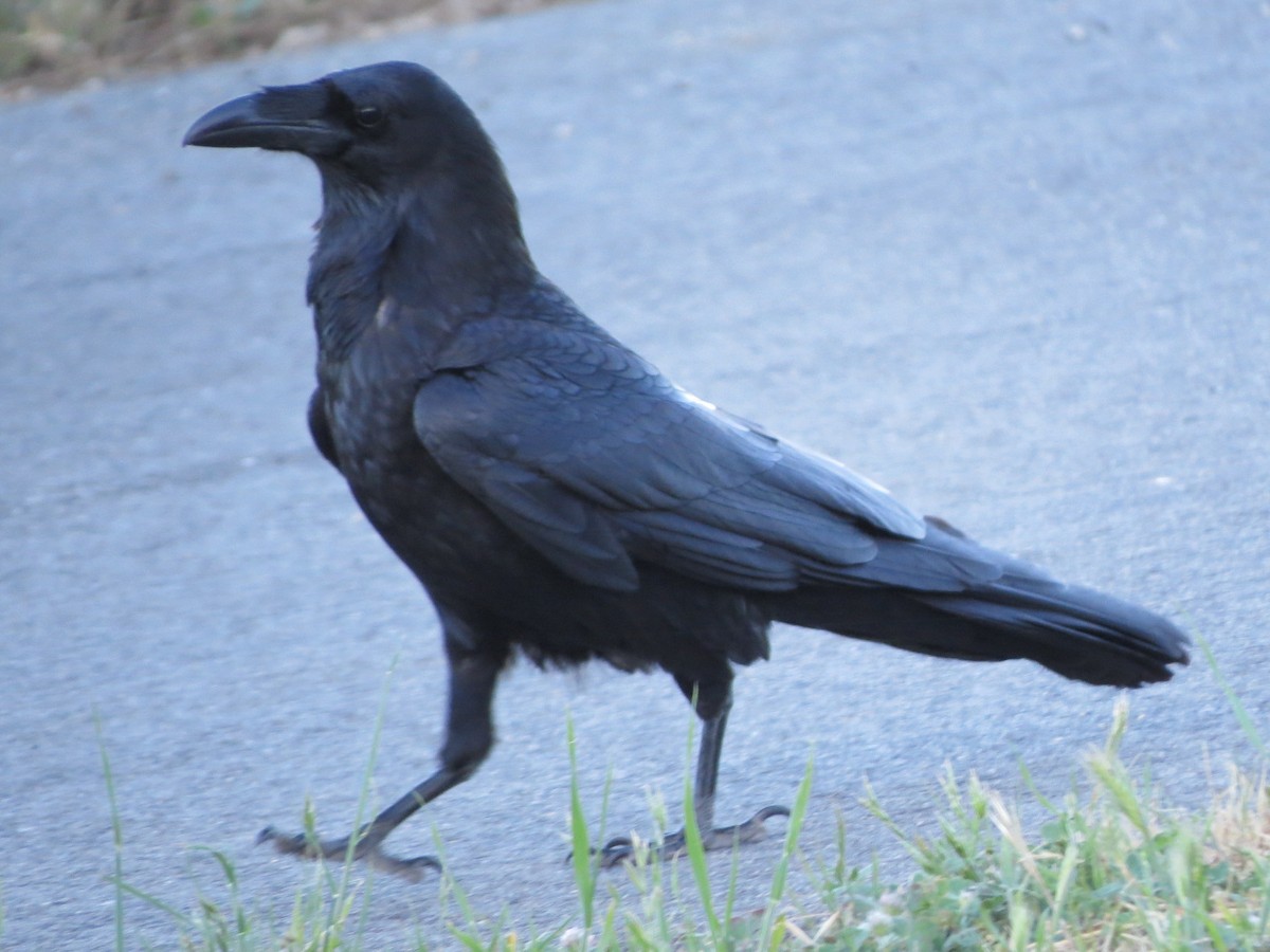 Common Raven - Garth Harwood