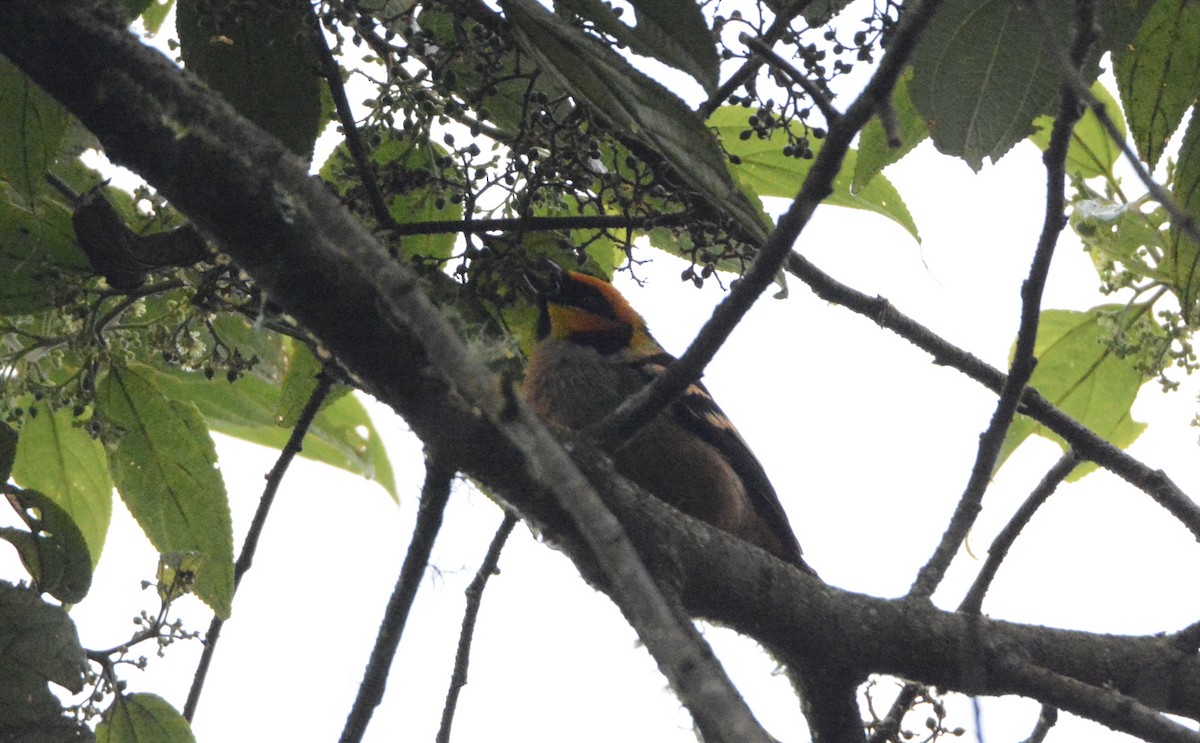 Flame-faced Tanager - ML104324521
