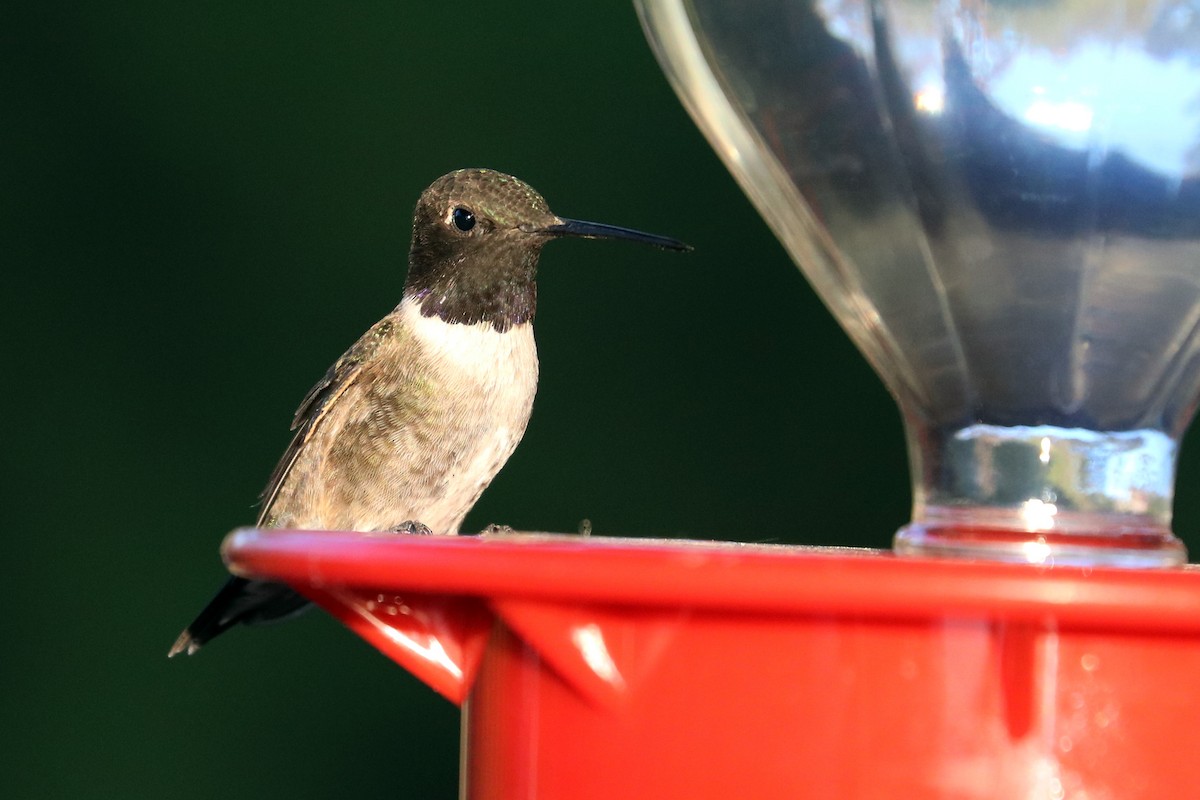 Black-chinned Hummingbird - ML104324961