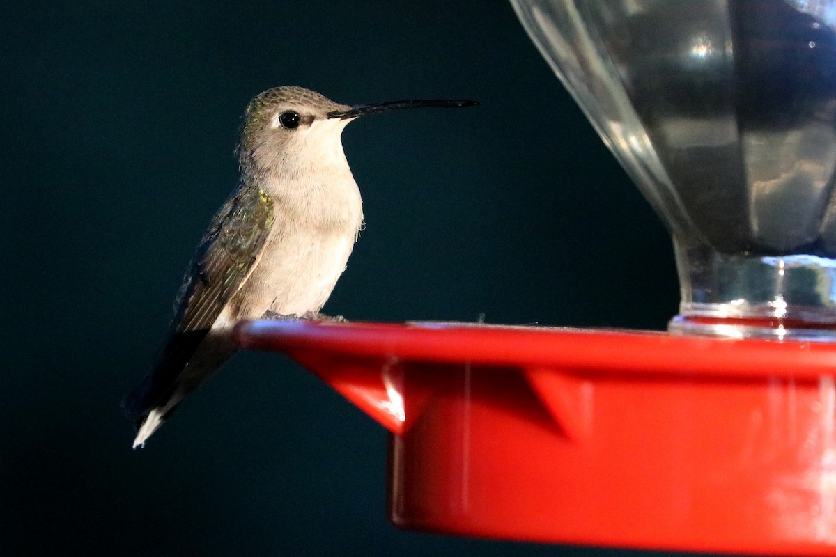 Black-chinned Hummingbird - ML104324971