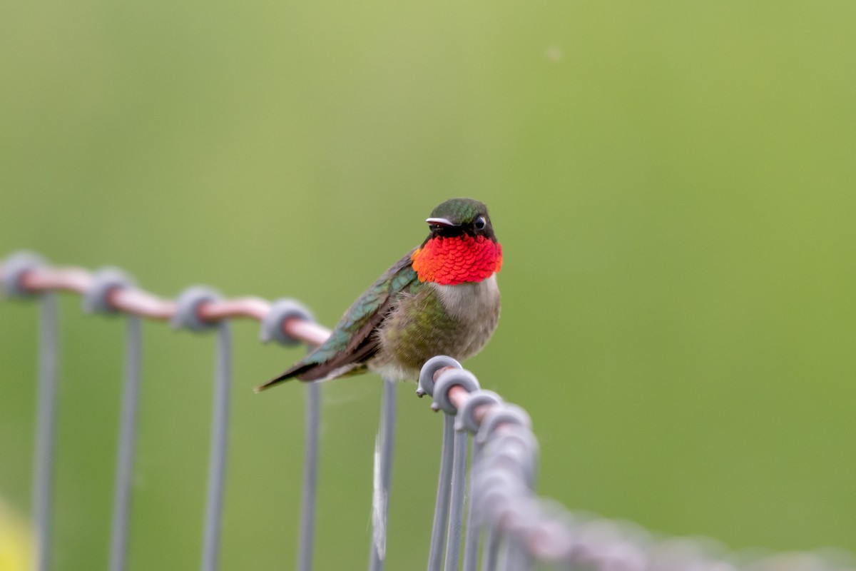 Ruby-throated Hummingbird - Bill VanderMolen