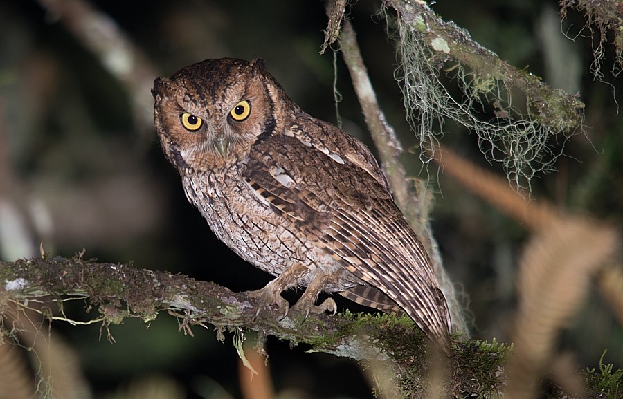Long-tufted Screech-Owl - LUCIANO BERNARDES