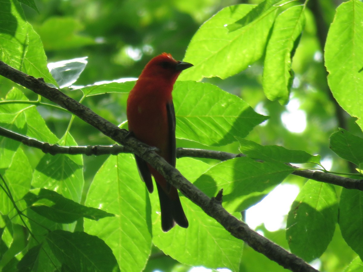 Scarlet Tanager - ML104327891