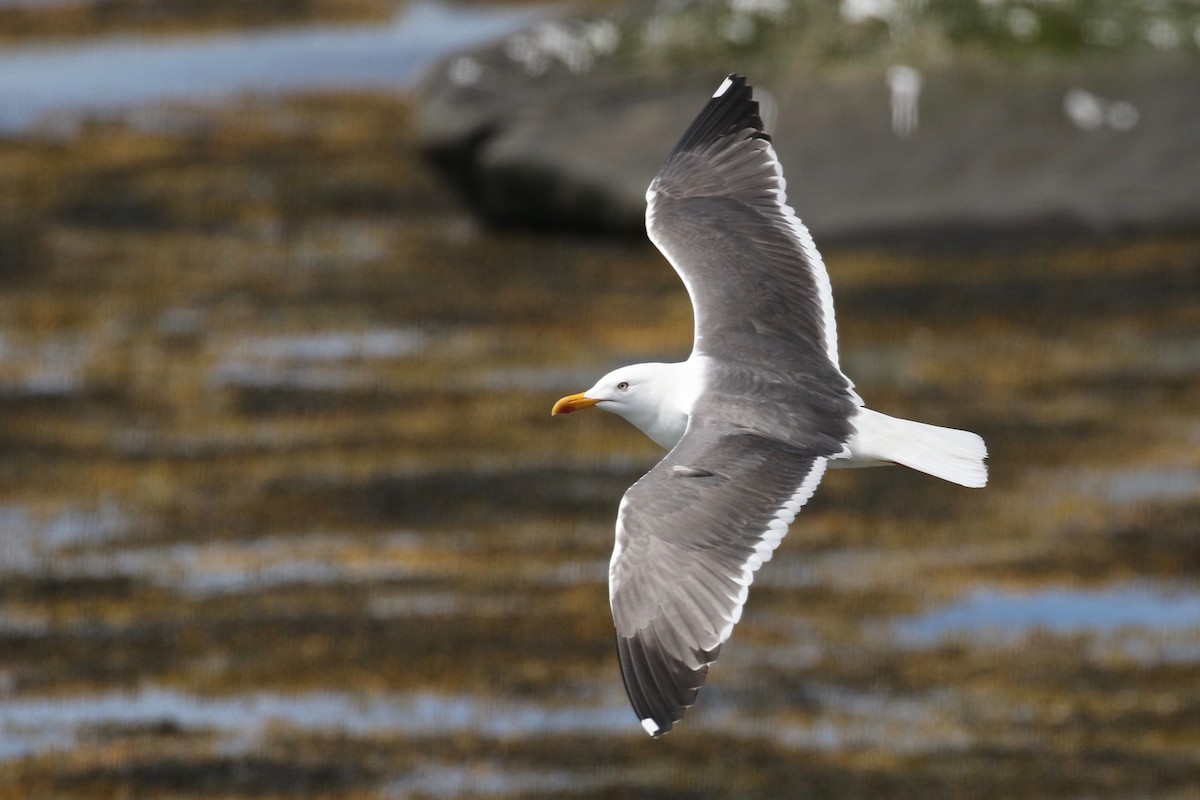 Lesser Black-backed Gull - Alvan Buckley