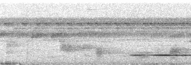 Variegated Tinamou - ML104331