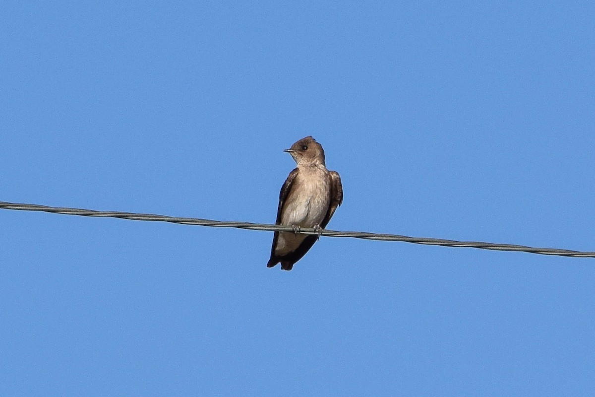 Northern Rough-winged Swallow - ML104336941