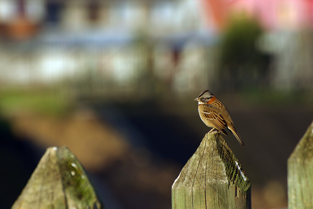 Rufous-collared Sparrow - ML104337151