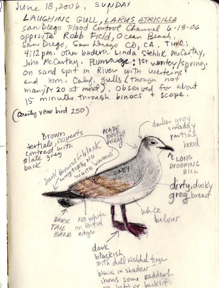 Laughing Gull - Susan Smith