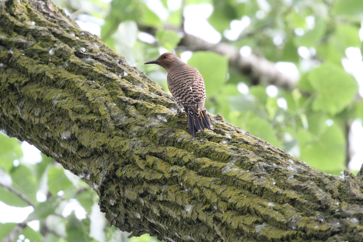 Northern Flicker (Yellow-shafted) - ML104342761