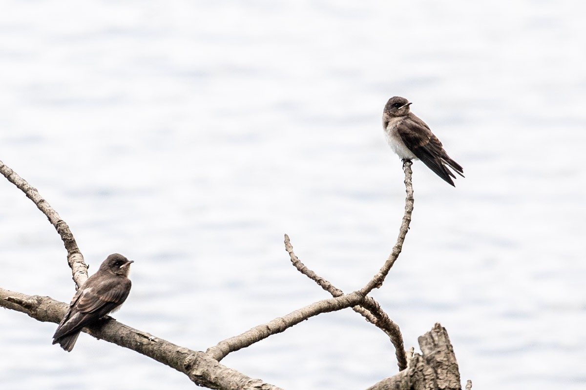 Northern Rough-winged Swallow - ML104342791