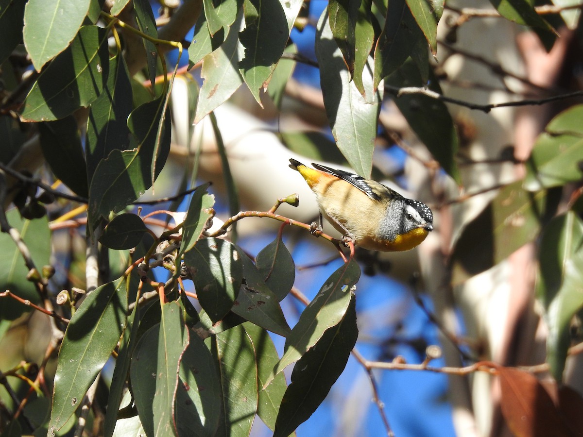 Spotted Pardalote - ML104343181