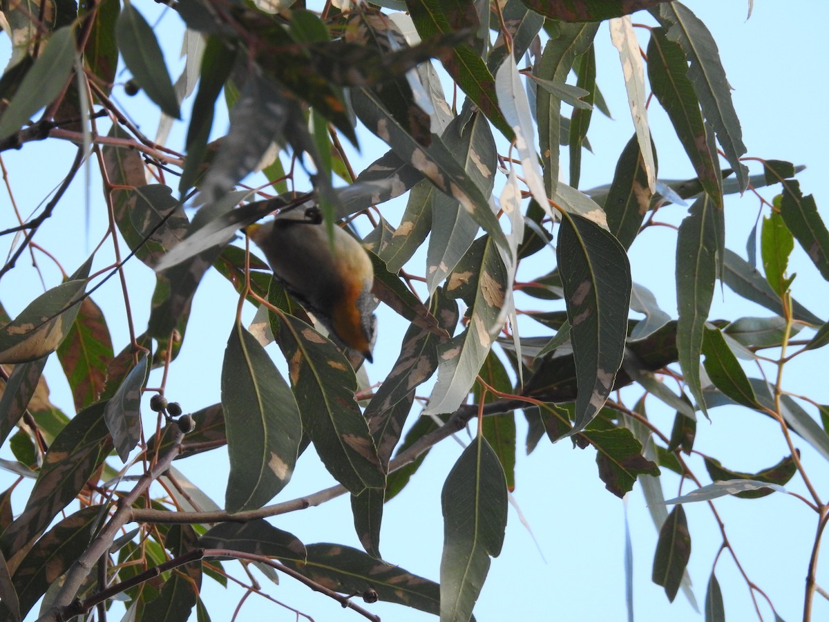 Spotted Pardalote - ML104343191