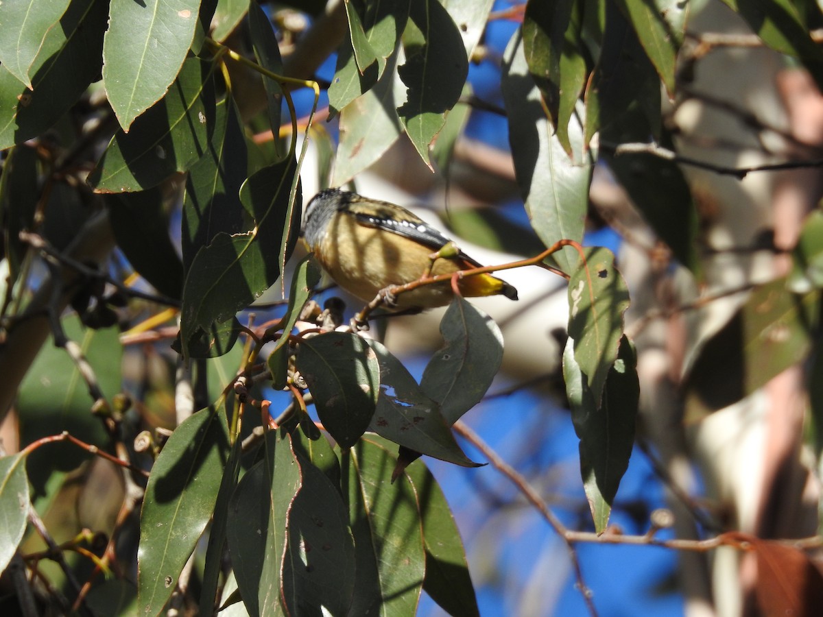 Spotted Pardalote - ML104343291