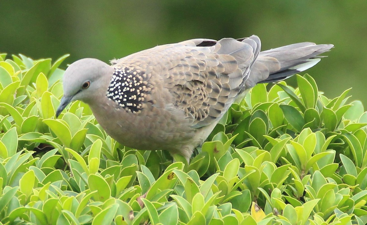 Spotted Dove - Mary Clarke