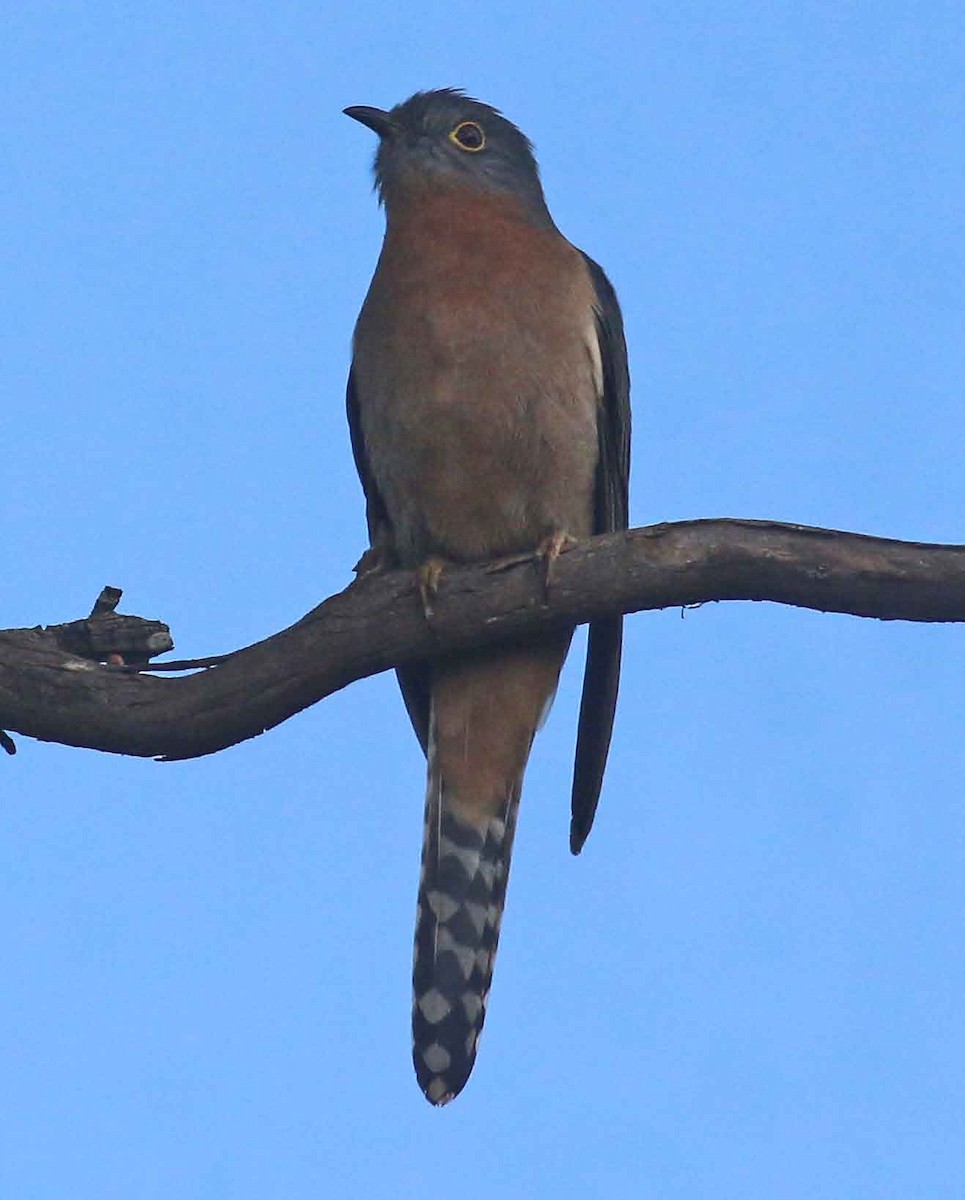 Fan-tailed Cuckoo - ML104354801