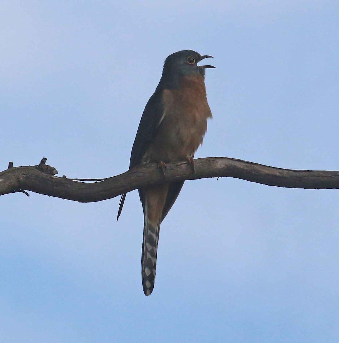 Fan-tailed Cuckoo - Steve Cunningham