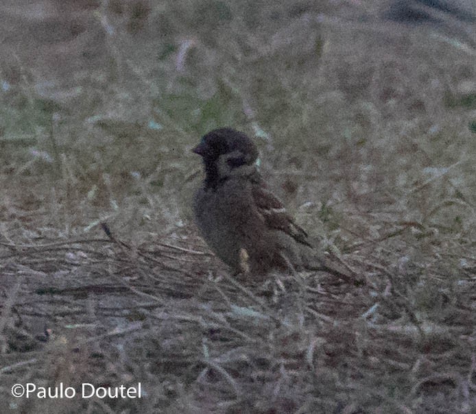 Eurasian Tree Sparrow - ML104357331