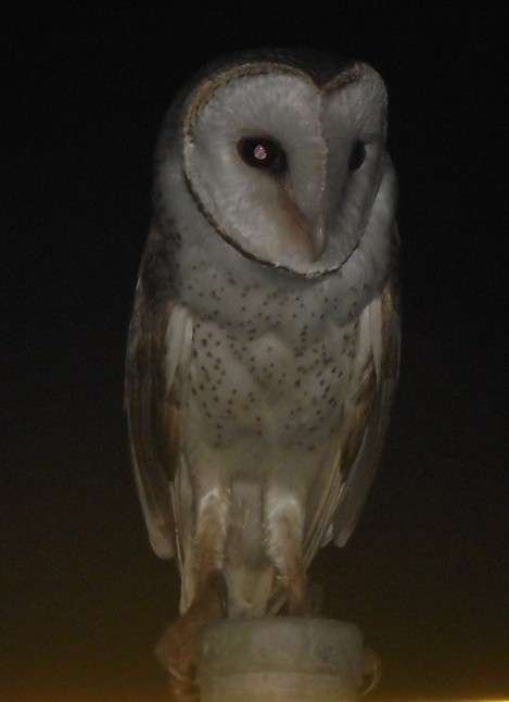 Barn Owl - Magen Pettit