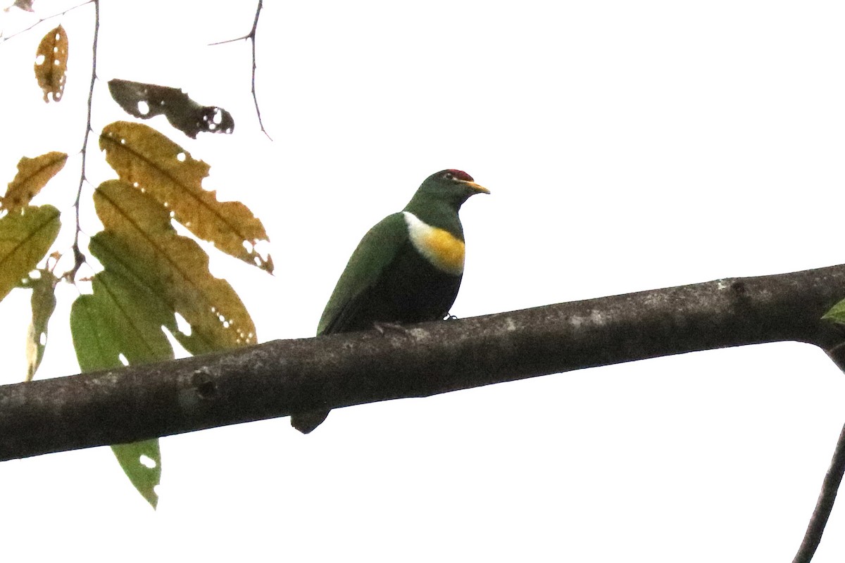 White-breasted Fruit-Dove - ML104359101