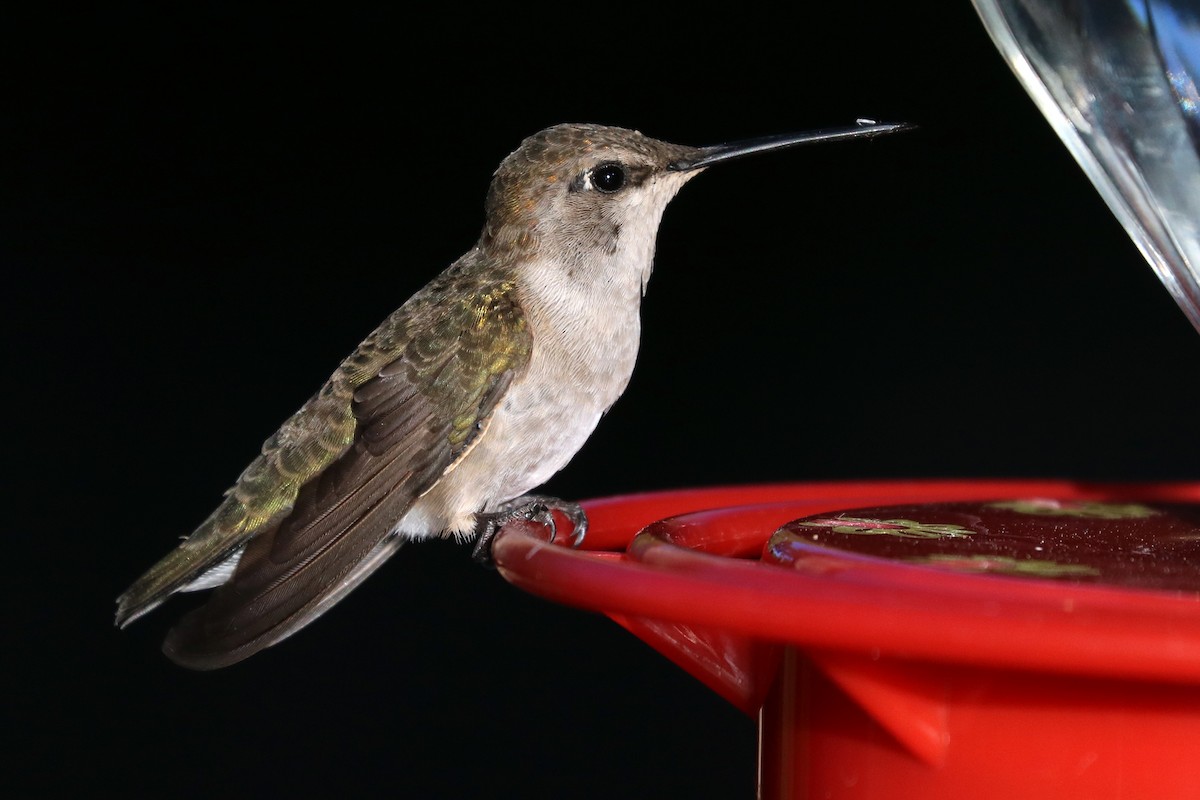Black-chinned Hummingbird - ML104359501