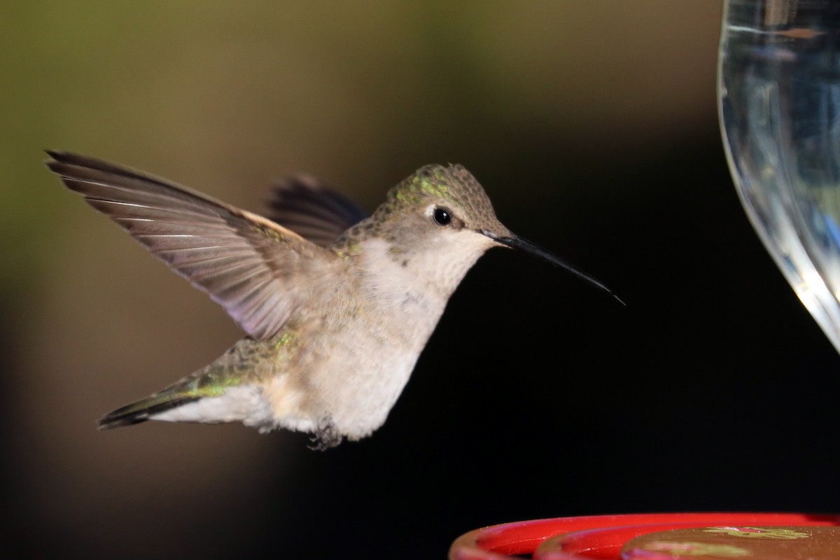 Black-chinned Hummingbird - ML104359541