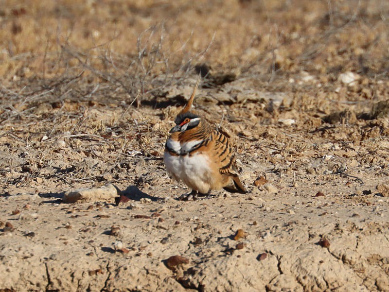 Spinifex Pigeon - jannette and peter manins