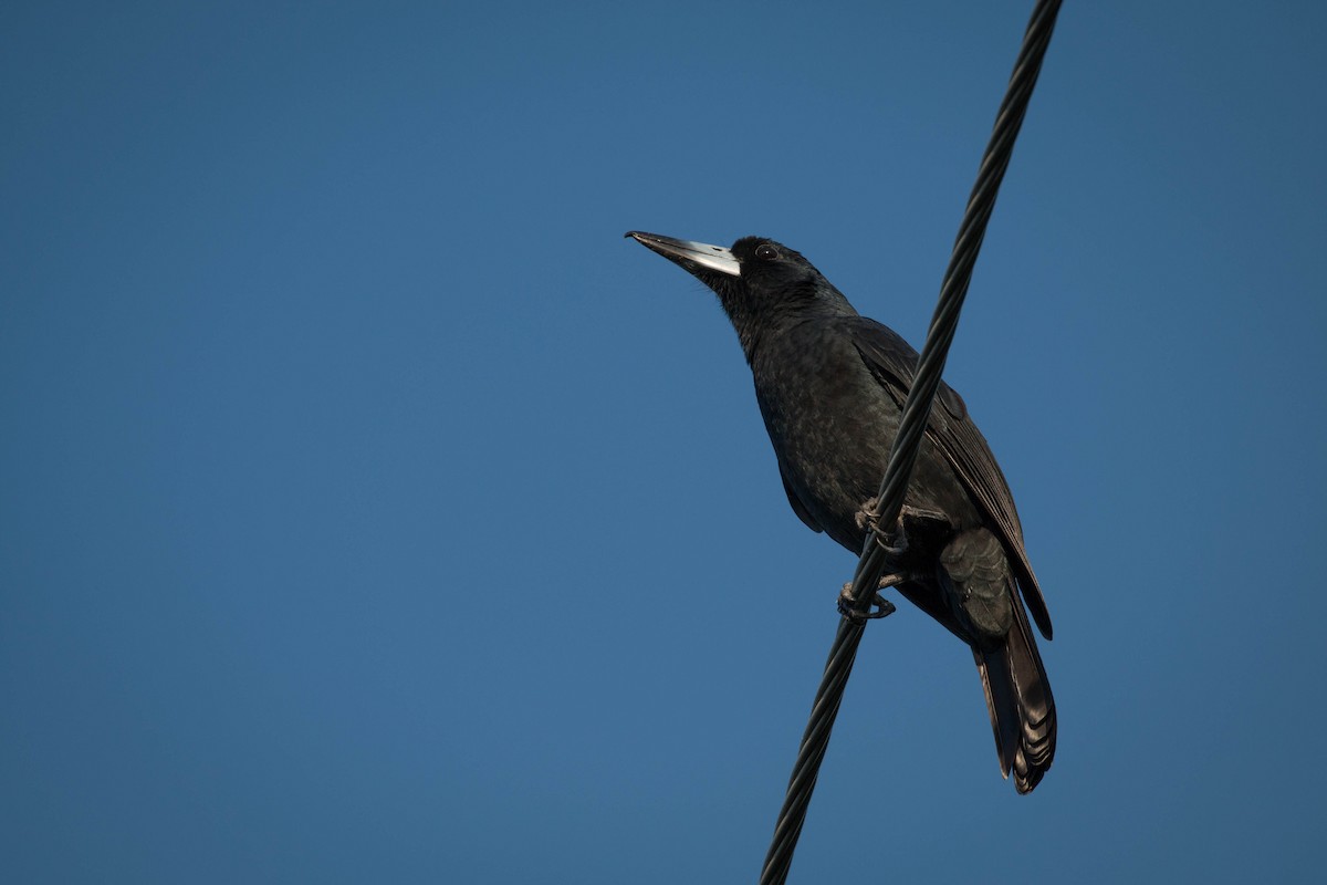 Black Butcherbird - ML104359981
