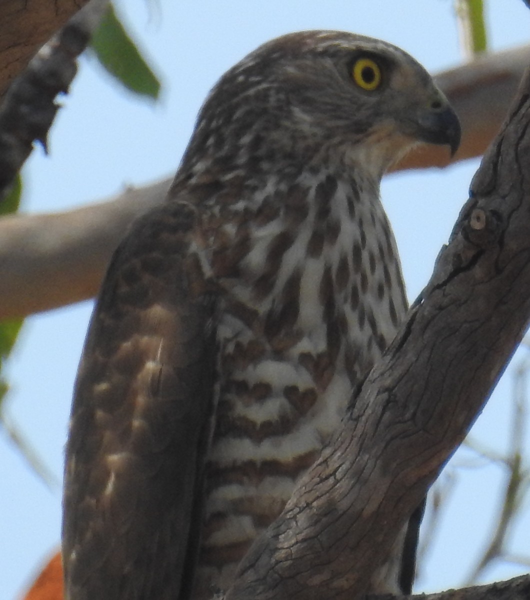 Collared Sparrowhawk - Colin Trainor