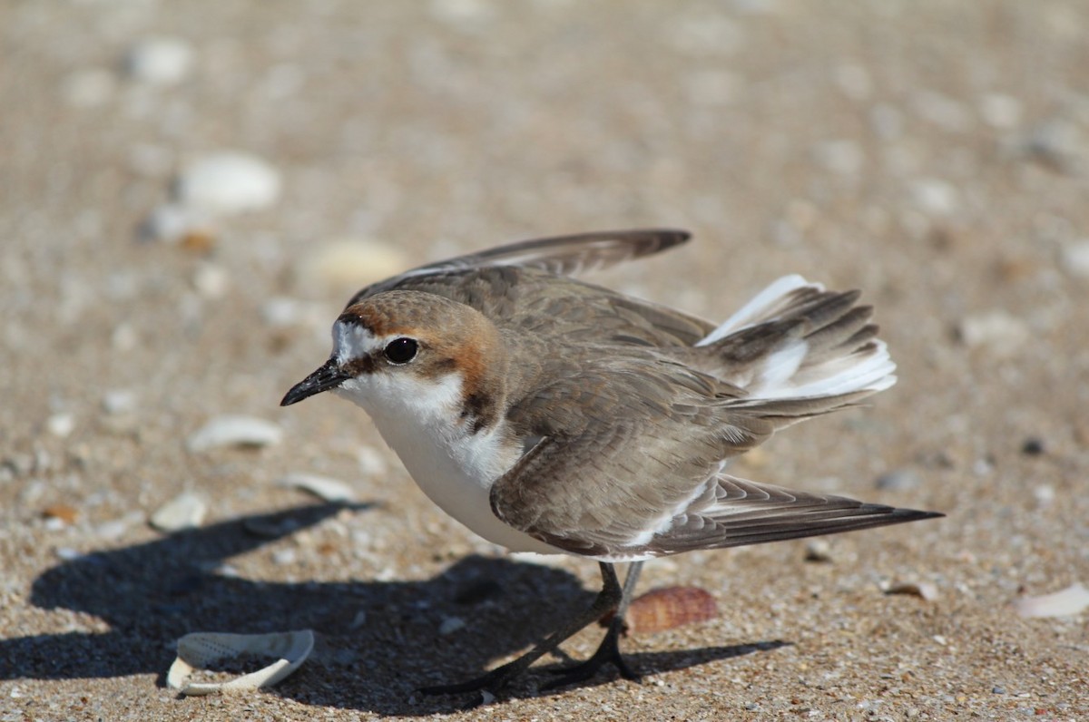 Red-capped Plover - ML104362521