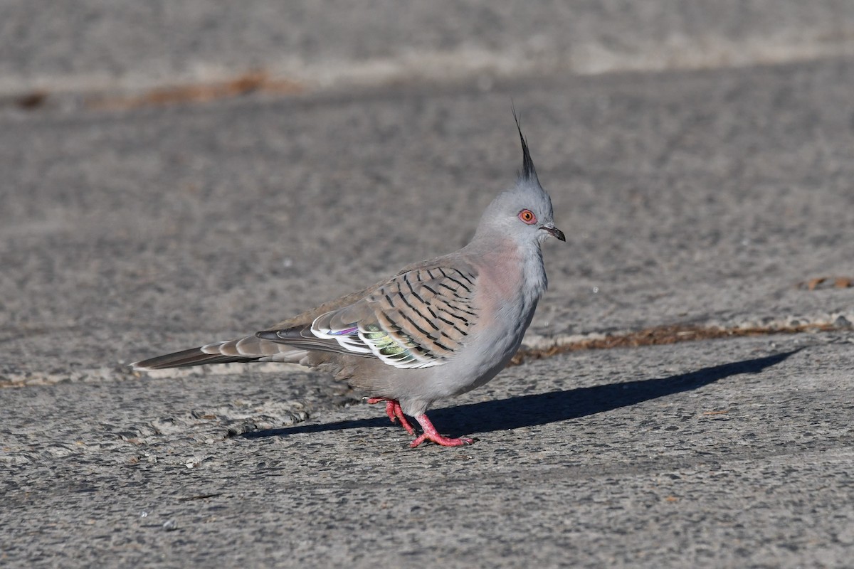 Crested Pigeon - ML104363851