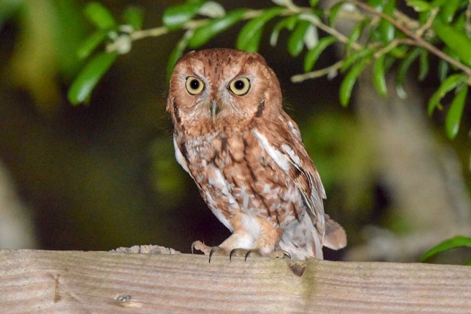 Eastern Screech-Owl - dan rieck
