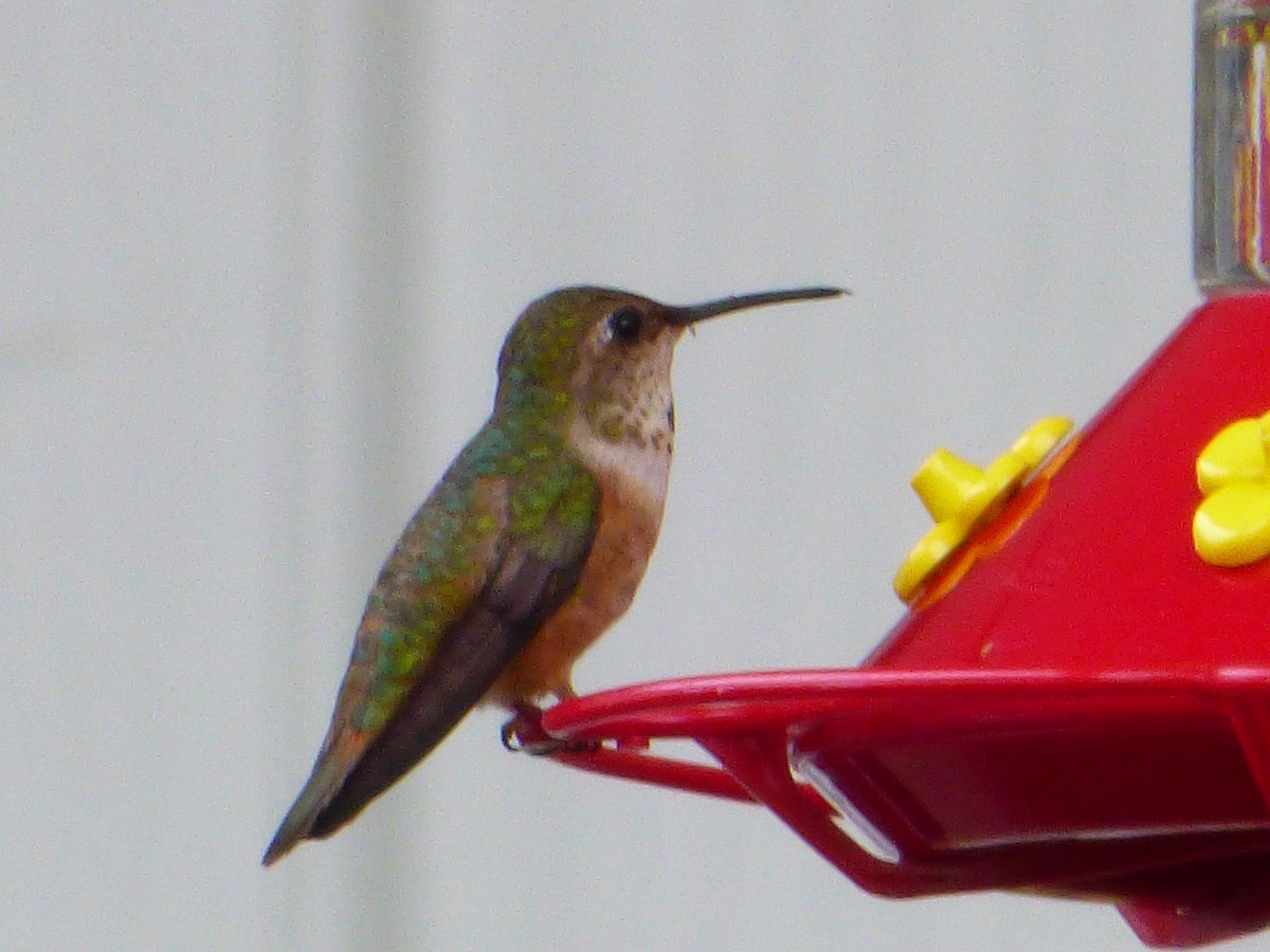 Rufous Hummingbird - ML104364451