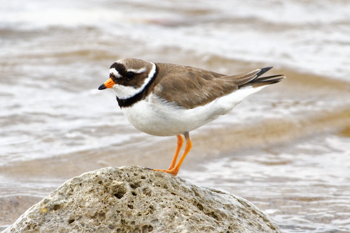 Common Ringed Plover - ML104364471
