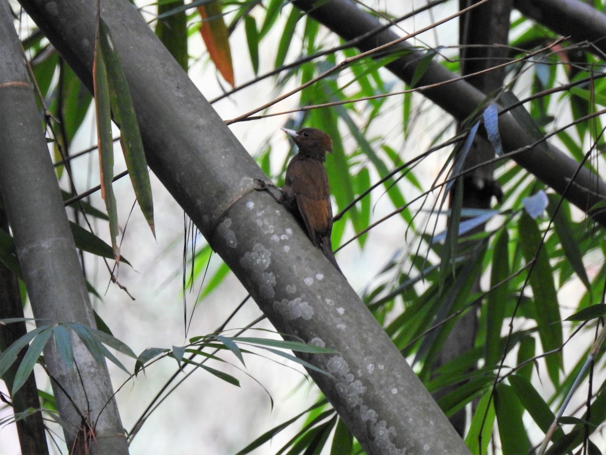 Bamboo Woodpecker - Tuck Hong Tang