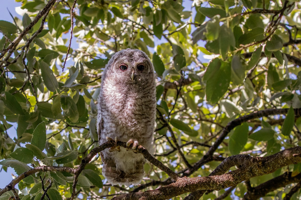 Tawny Owl - ML104366681