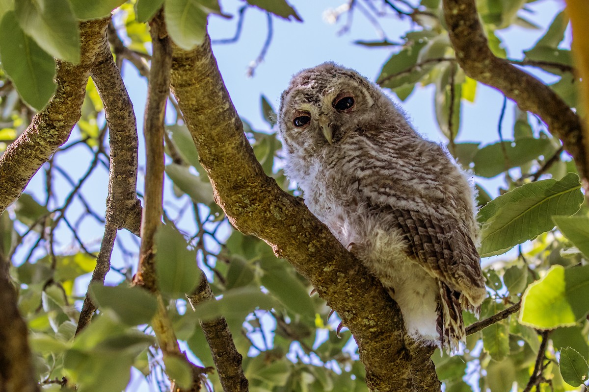 Tawny Owl - ML104366701