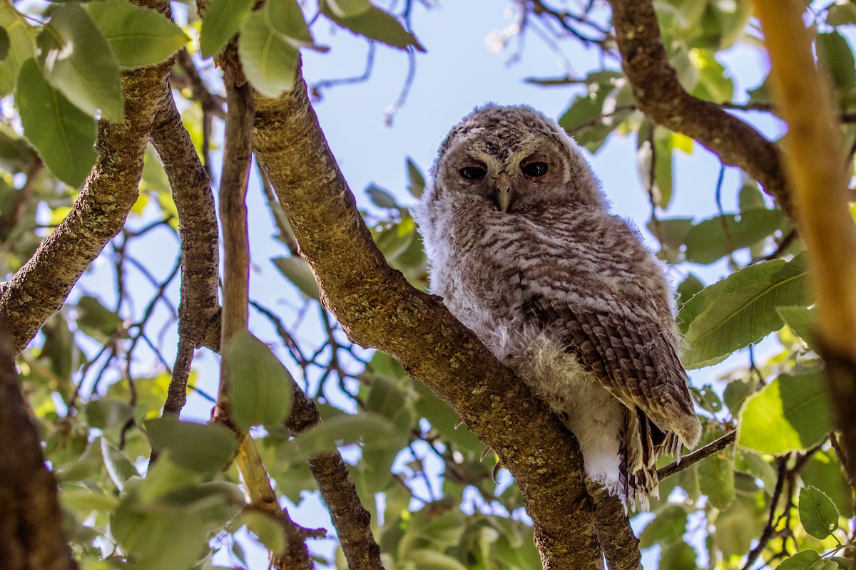 Tawny Owl - ML104366711