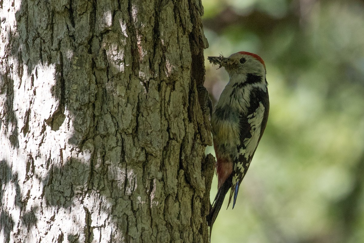 Middle Spotted Woodpecker - Dorna Mojab