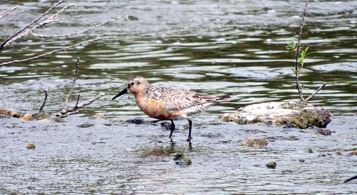 Red Knot - ML104370151