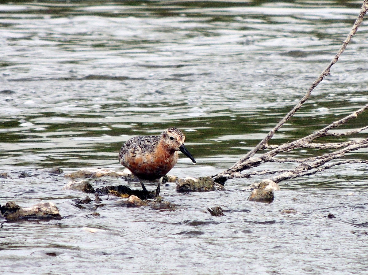 Red Knot - ML104370171