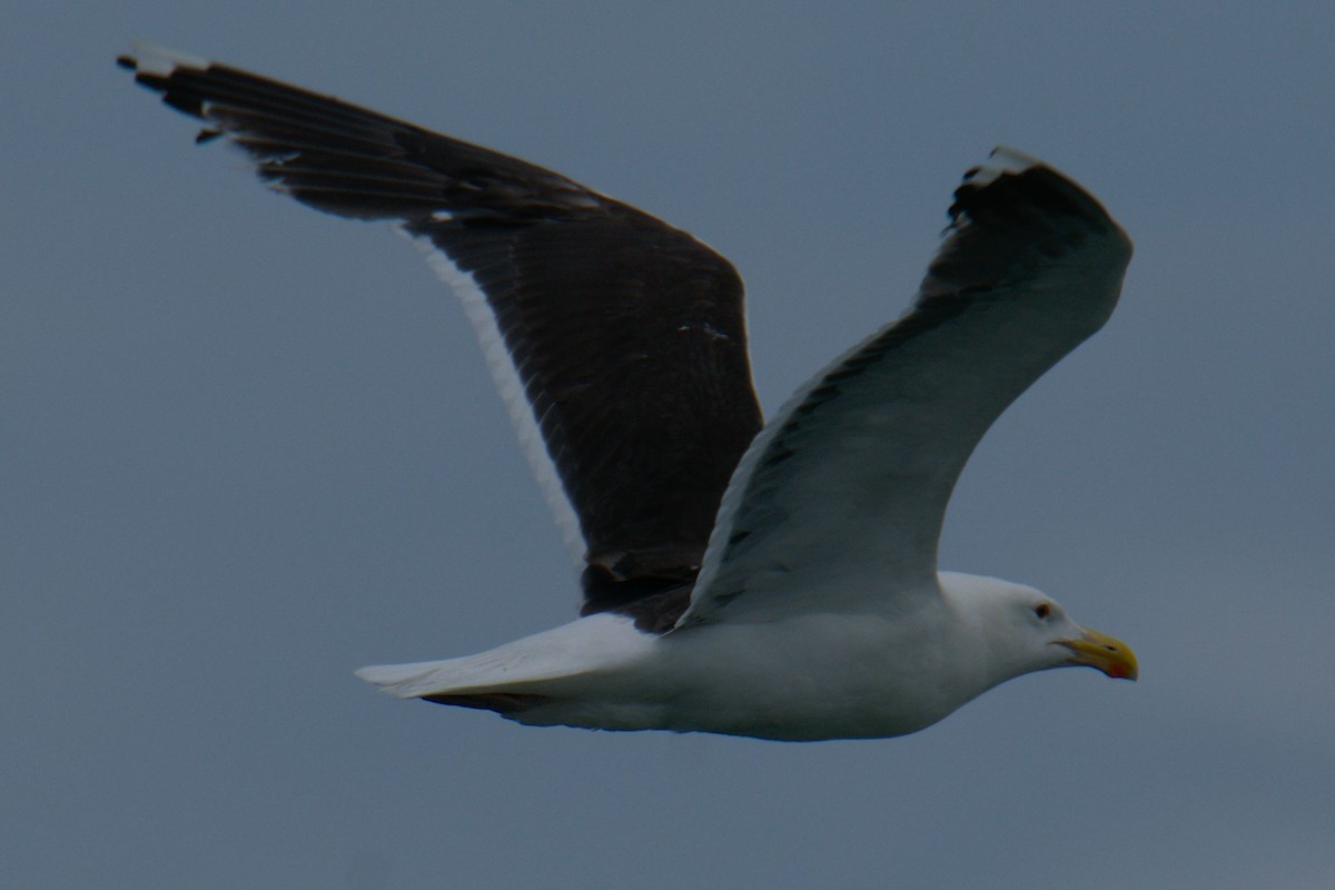 Great Black-backed Gull - Michael Cheves