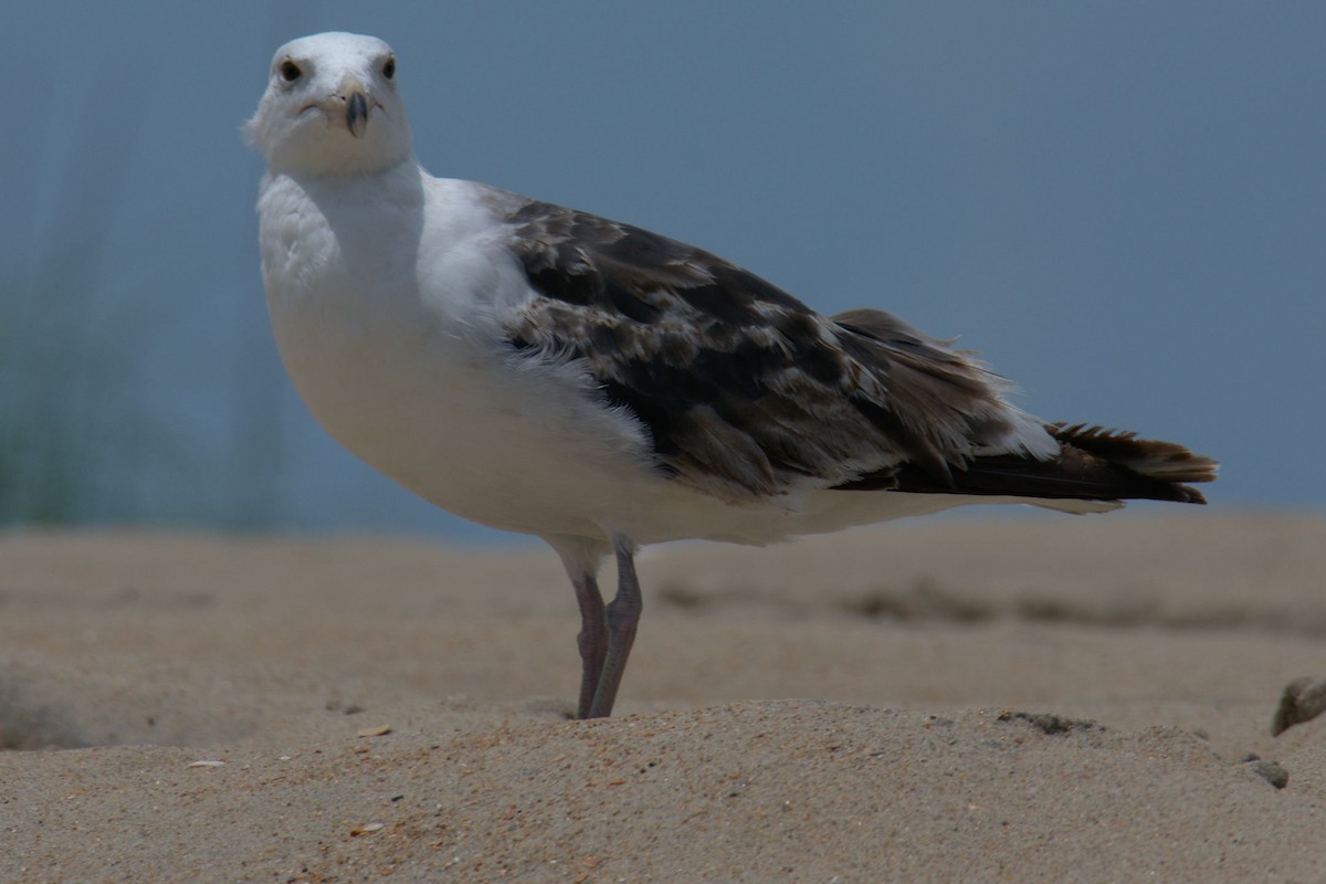 Great Black-backed Gull - Michael Cheves