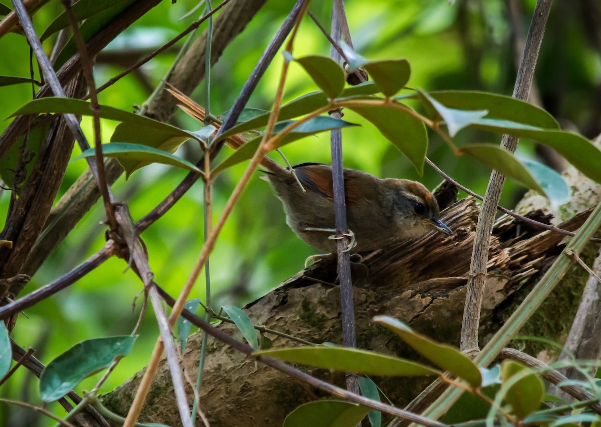 Rufous-capped Spinetail - ML104370841