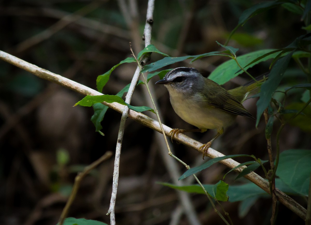 Golden-crowned Warbler (White-bellied) - André  Zambolli