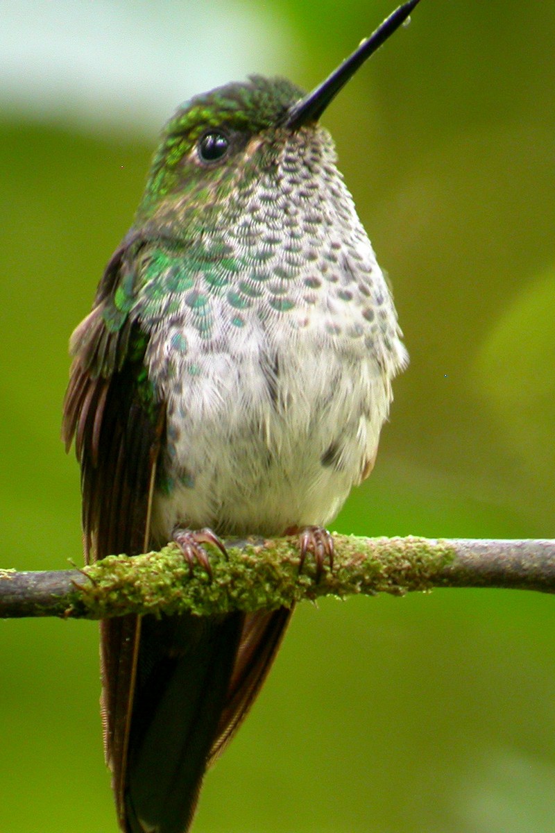 Green-crowned Brilliant - ML104371181